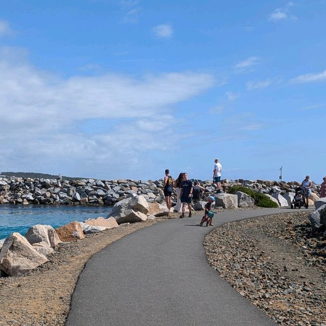 Narooma，海豹，果冻海