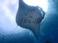 Diving in Palau 