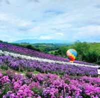 Hydrangea Hill @ Khao Kho