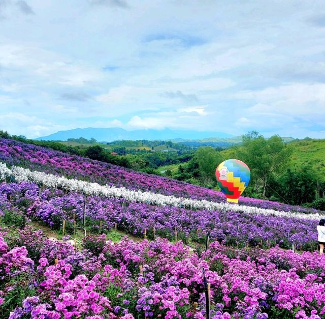 Hydrangea Hill @ Khao Kho