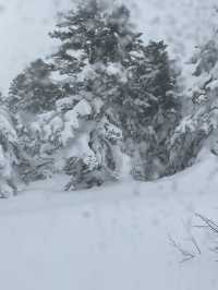 【宮城×冬の旅】冬の風物詩 樹氷を雪上車に乗って観光
