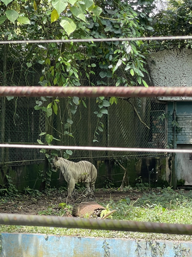 Camel family in Malaysia