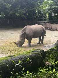 Animals at Singapore’s Zoo