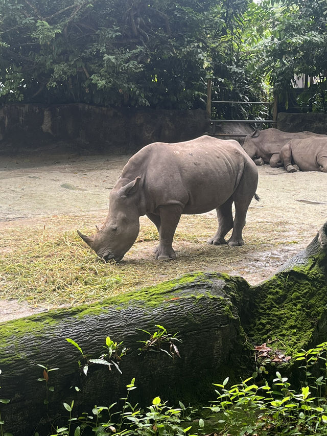Animals at Singapore’s Zoo