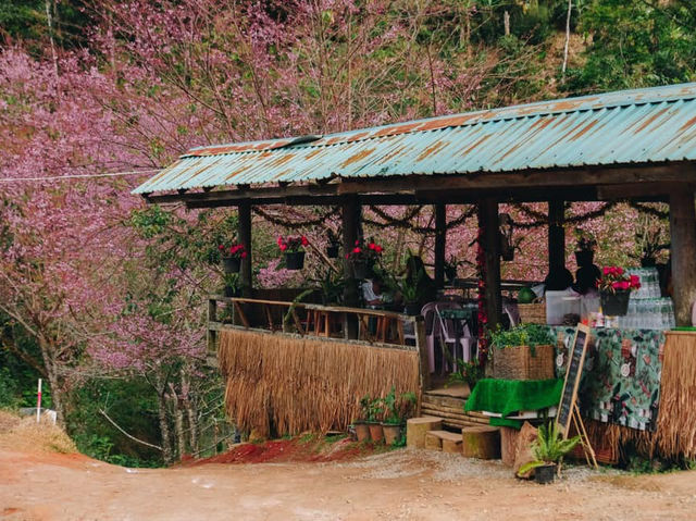 คาเฟ่ฟาร์มแกะสีชมพูแห่งขุนวาง เชียงใหม่เจ้า💕🌸