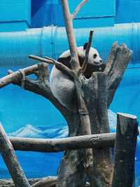 漫遊台北 來木柵動物園 與可愛小動物來場小約會💕