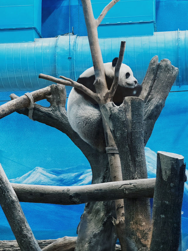 漫遊台北 來木柵動物園 與可愛小動物來場小約會💕