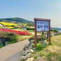 다가올 봄에 가면 좋을 유채꽃과 바다가 보이는 주막- 청산도 서편제 주막