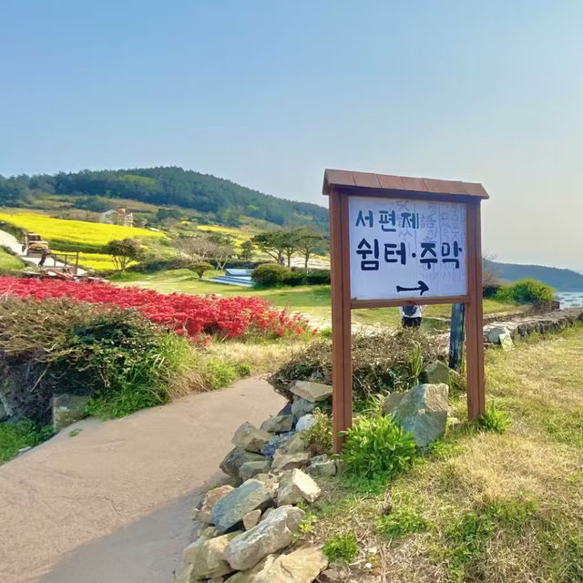 다가올 봄에 가면 좋을 유채꽃과 바다가 보이는 주막- 청산도 서편제 주막