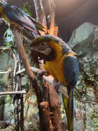 首爾親子家庭遊｜過千種動物的室內動物園｜水豚