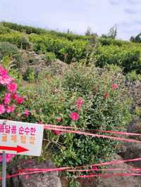 ✨️제주도 동백꽃 명소 🎈제주 마노르블랑 