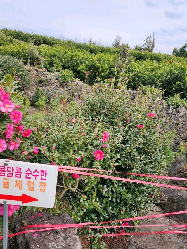 ✨️제주도 동백꽃 명소 🎈제주 마노르블랑 