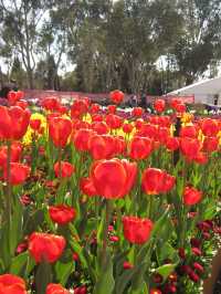 호주 수도 캔버라 꽃 축제 🌷🌹