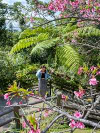 【沖縄】名護市 市街地と海を一望できる桜の名所へ