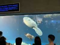 鳥羽水族館@三重県・鳥羽🐠