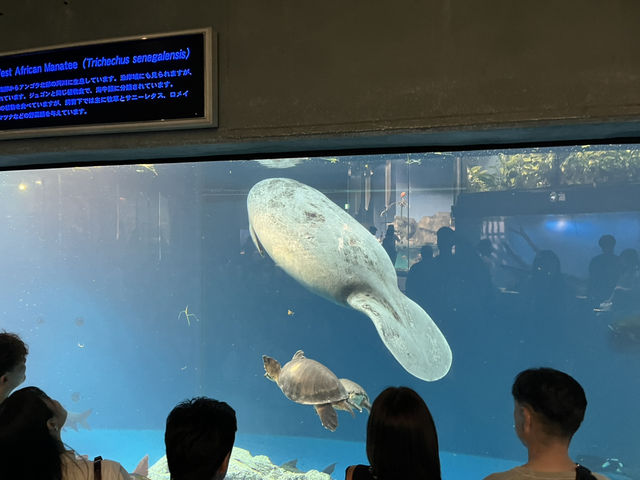 鳥羽水族館@三重県・鳥羽🐠