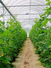 Tambun Musk Melon Agro Farm