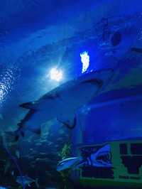 An Underwater Wonderland at Aquaria KLCC
