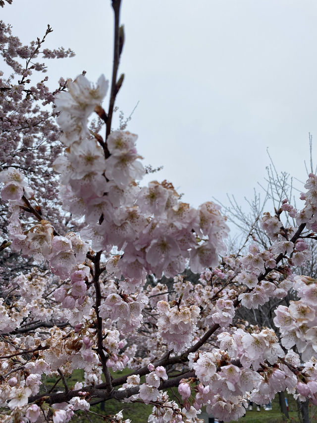 京都|京都賞櫻秘境府立植物園 130種櫻花交織春日美好