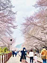 鎮海｜粉紅櫻花交織的軍港節 春日最浪漫的祭典