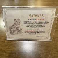 경주여행 돈까스가 생각난다면 황리단길 호랑이카츠