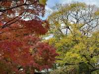 🍁✨ 博多紅葉景點一日遊：秋日楓情，感受福岡的自然之美 ✨🍂