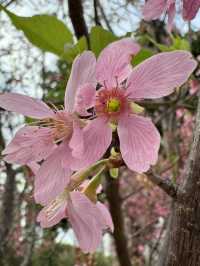 天水圍公園的櫻花盛宴 🌸