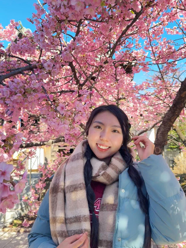 東京賞櫻不可錯過嘅櫻神宮🌸