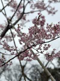 Early Sakura Blooms: Where to Catch Japan’s First Cherry Blossoms!