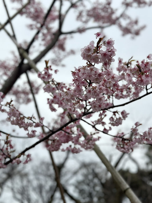 Early Sakura Blooms: Where to Catch Japan’s First Cherry Blossoms!
