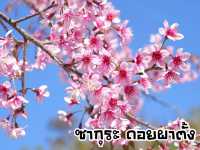 ชมซากุระ ดอยผาตั้ง