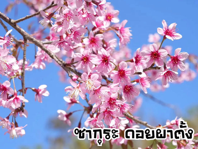 ชมซากุระ ดอยผาตั้ง