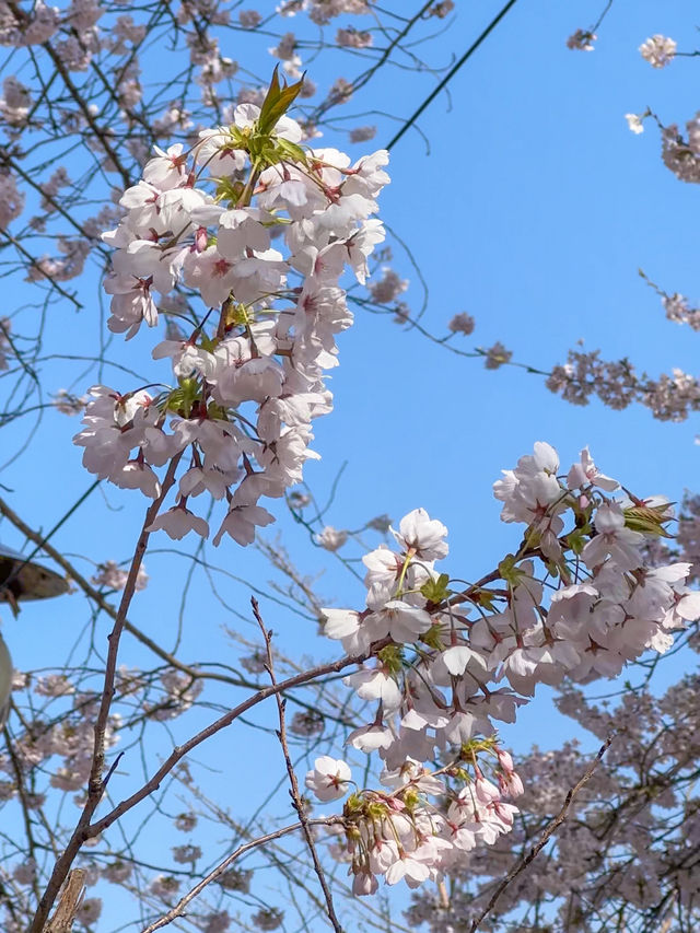 군산 벚꽃 명소 은파호수공원