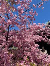【桜神宮】河津桜とピンクリボン🎀が綺麗だった‼️