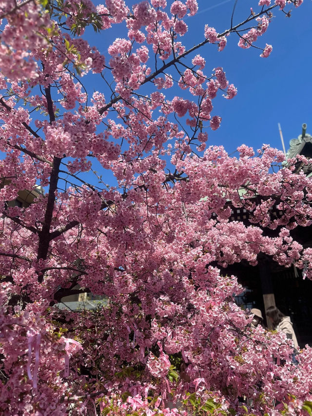 【桜神宮】河津桜とピンクリボン🎀が綺麗だった‼️