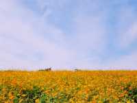 Anseong Farmland Flower Festival Review