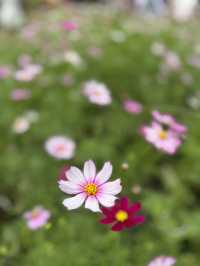 Beautiful & Relaxing Visit to Cameron Highland Flora Park