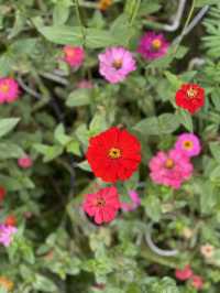 Beautiful & Relaxing Visit to Cameron Highland Flora Park