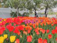 鬱金香花園