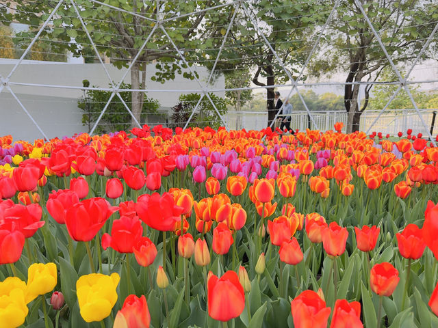 鬱金香花園
