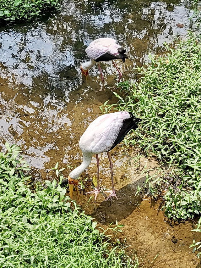 Spring Hike and Birdwatch - A Fun Day Out at Kuala Lumpur Bird Park