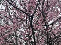 Chasing Sakura at Matsuda Kanagawa Prefecture