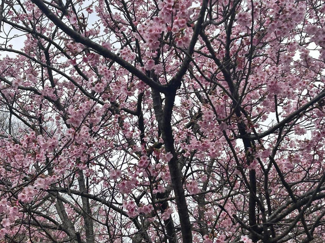 Chasing Sakura at Matsuda Kanagawa Prefecture