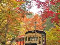 Chasing Autumn Foliage at Kiso Valley
