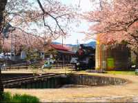 Chasing Sakura at Wakasa Station