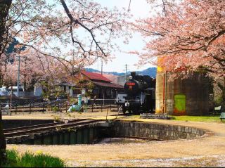 Chasing Sakura at Wakasa Station