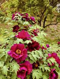 Geumgang's Spring: Where Flowers Throw a Party, and You're Invited
