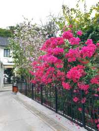 🌸 홍콩의 봄은 여기에서! 자오청이 아카데미 🌸