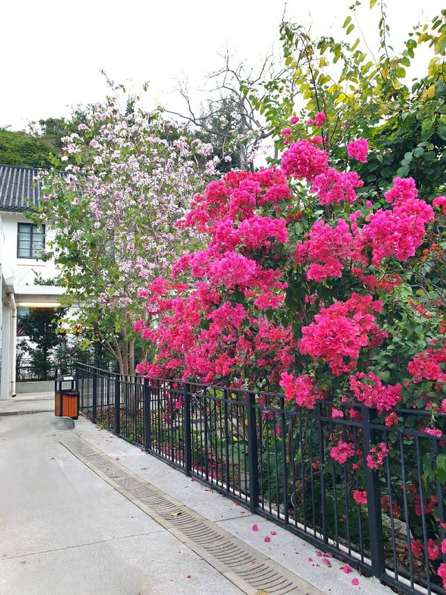 🌸 홍콩의 봄은 여기에서! 자오청이 아카데미 🌸