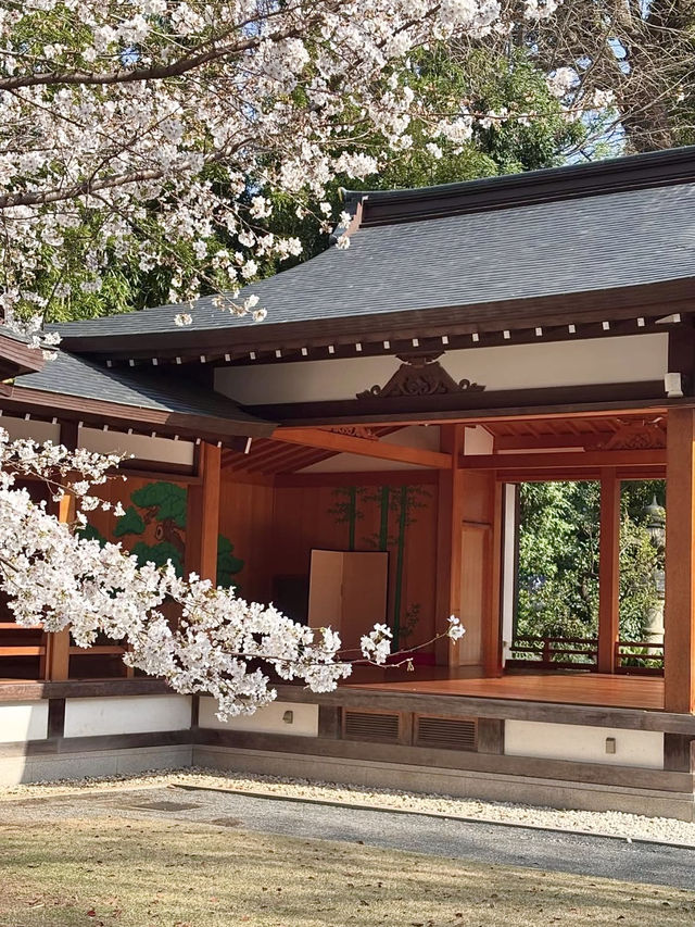 Sakura in Full Bloom at Asagaya Shinmeigu🌸
